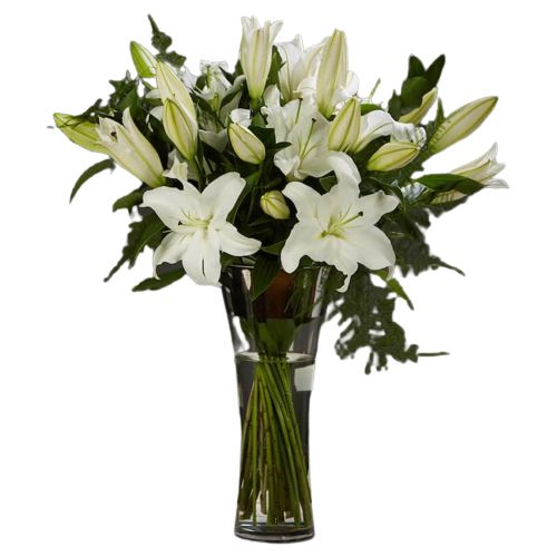 Clam N Comfort White Asiatic Lily in Vase