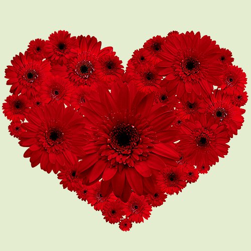 Stunning Heart Shape Arrangement of Red Gerberas