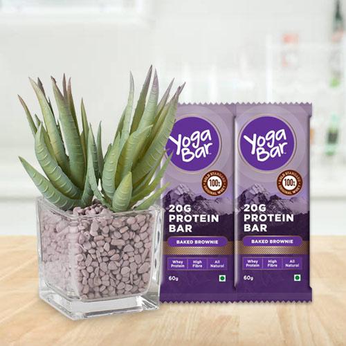 Healthy Selection of Aloe Vera Plant with Protein Bar