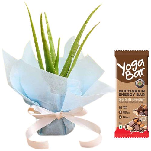 Healthy Hamper of Aloe vera Plant n Yoga Bar