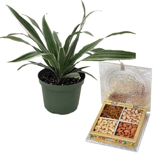 Air Purifying Warneck Dracaena n Assorted Dry fruits Collection
