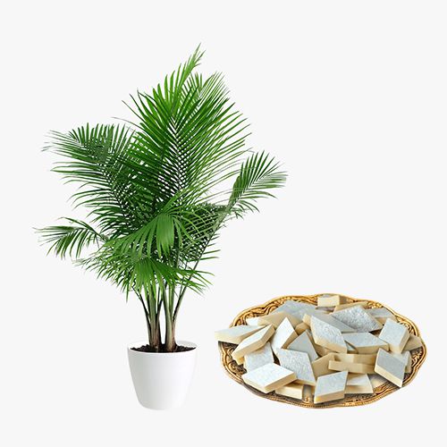 Splendid Pack of Areca Palm Plant with Kaju Katli