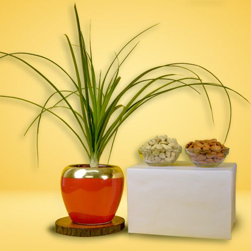 Nurturing Air Purifying Pony Tail Palm Plant N Dry Fruits Combo