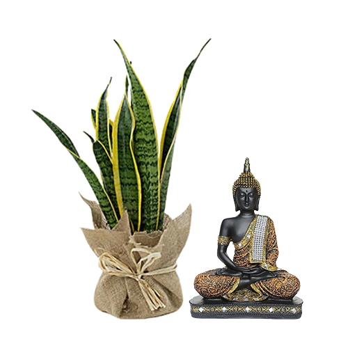 Wonderful Jute Wrapped Snake Plant with Sitting Buddha Idol Combo