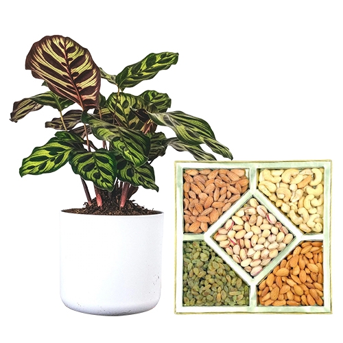 Beautiful Calatheas Plant with Assorted Dry Fruits Combo
