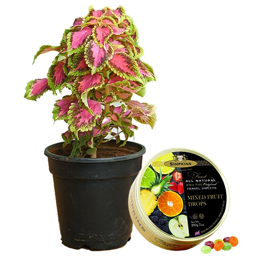 Beautiful Coleus Plant N Simpkins Tin Candy Set