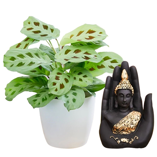 Marvelous Maranta Plant N Handcrafted Palm Buddha Set
