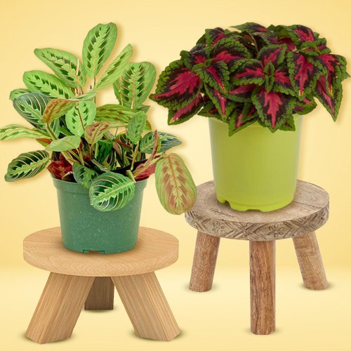 Attractive Duo of Indoor Plants