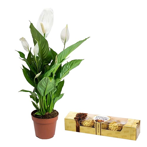 Divine Lily Plant N Ferrero Rocher Combo
