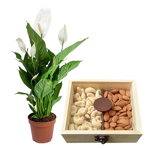 Attractive Lily Plant with Assorted Dry Fruits Pair