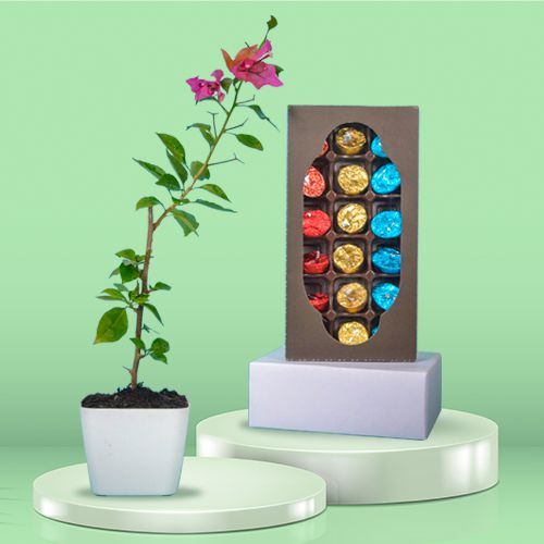 Classic Gift of Bougainvillea Plant with Homemade Chocolate