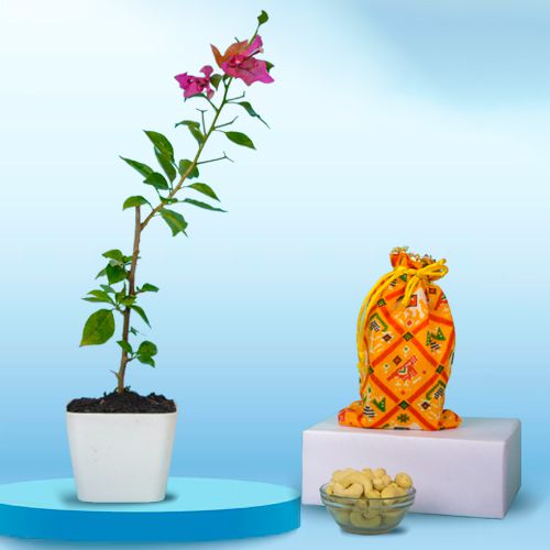 Charming Twin Combo of Bougainvillea Plant N Assorted Dry Fruits