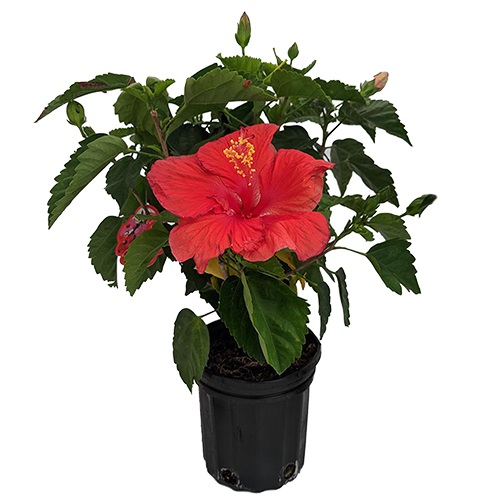 Beautiful Potted Hibiscus Plant