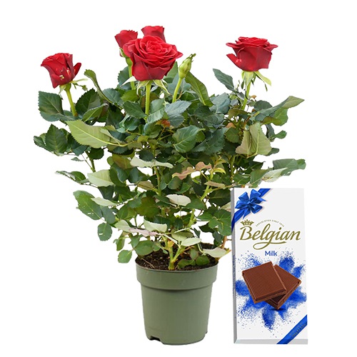 Aromatic Rose Plant with Belgian Milk Bar Combo