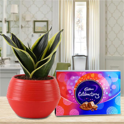 Divine Gift of Milt Sansevieria Plant in Designer Plastic Pot with Cadbury Celebration Pack