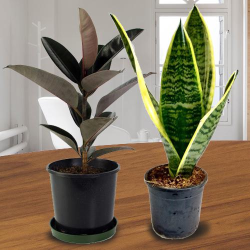 Go Green Combo of Black Rubber Plant and Snake Plant
