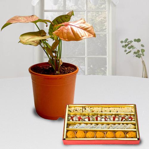 Decorative Gift of Indoor Syngonium Plant with Sweets